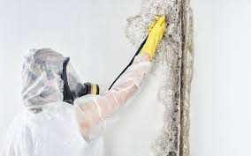 Best Mold Prevention Services in Wildwood, TN